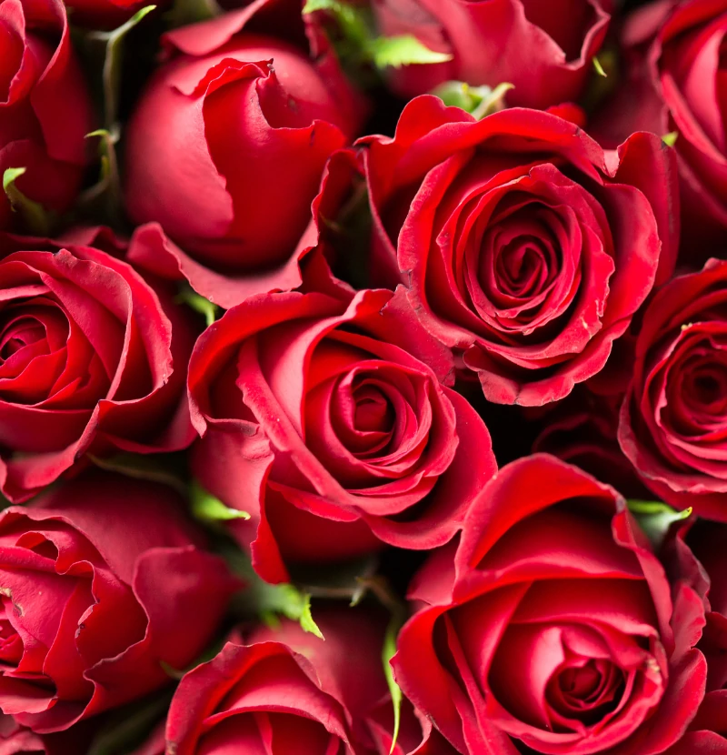 funeral-flowers-edinburgh funeral flowers edinburgh